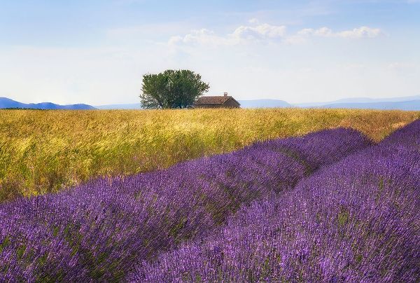 Jaynes Gallery 아티스트의 Europe-France-Provence-Valensole Plateau-Lavender and wheat crops with tree and house작품입니다.